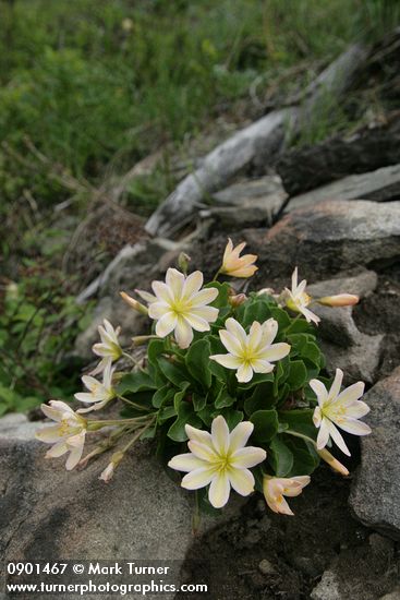 Tweedy's Lewisia