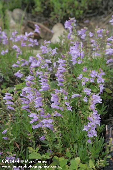 Shrubby Penstemon