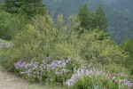 Shrubby Penstemon at base of Bitterbrush