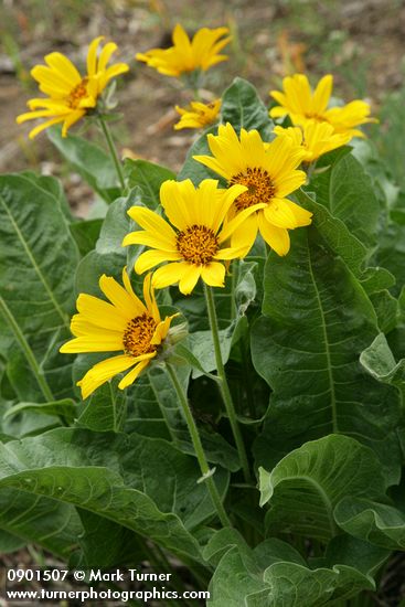 Arrowleaf Balsamroot