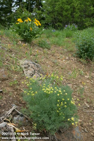Thompson's Desert Parsley w/ Arrowleaf Balsamroot soft bkgnd