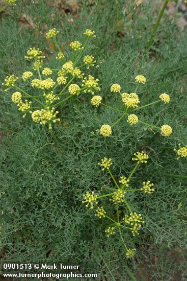Thompson's Desert Parsley blossoms & foliage