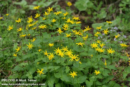 Mountain Arnica