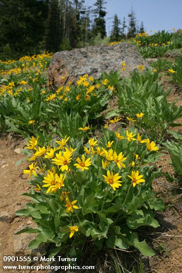 Arrowleaf Balsamroot