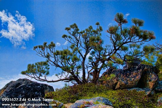 Stunted Ponderosa Pine on Wedge Mountain ridge