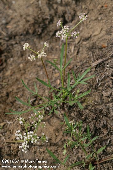 Geyer's Biscuitroot