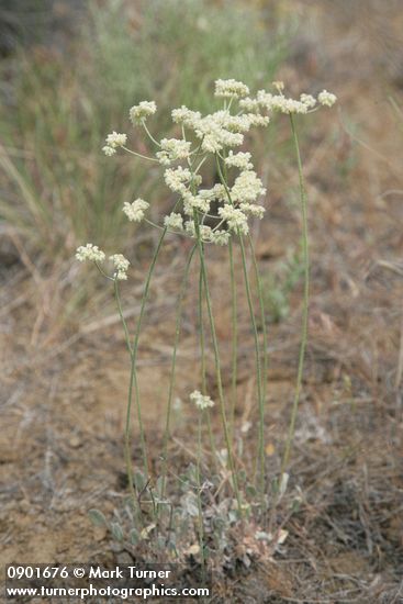 Strict Desert Buckwheat