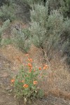 Orange Globe Mallow