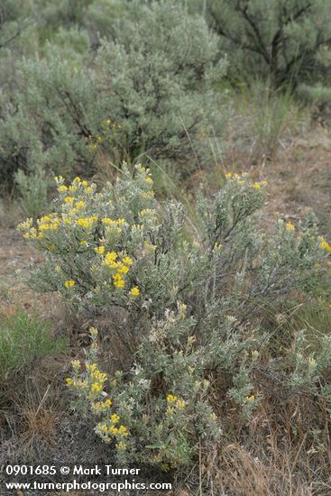 Spineless Horsebrush