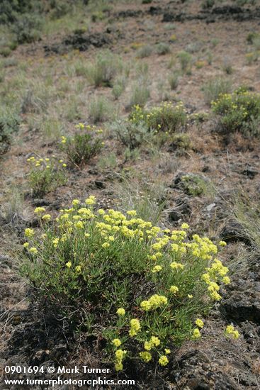 Round-headed Desert Buckwheat in sage-steppe habitat
