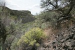Spiny Hopsage in shrub-steppe habitat
