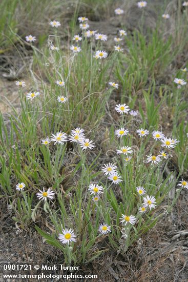 Foothill Daisies