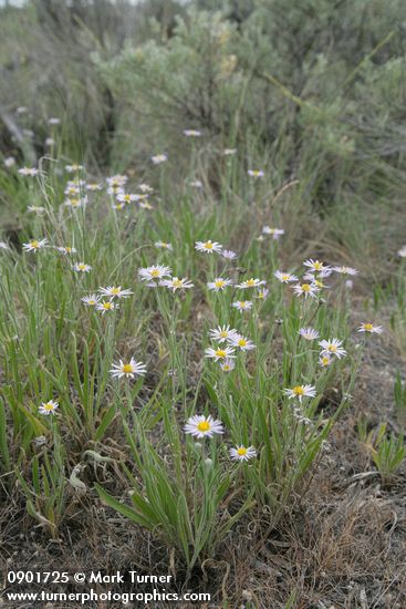 Foothill Daisies