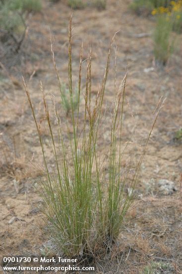 Pubescent Western Needlegrass