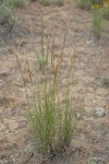 Pubescent Western Needlegrass