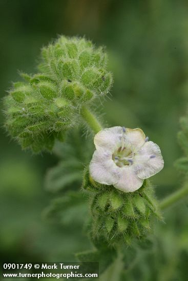 Branched Phacelia blossom detail