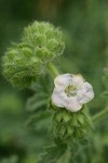 Branched Phacelia blossom detail