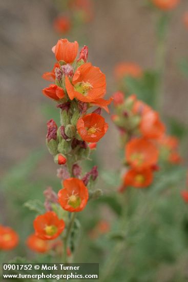 Orange Globe Mallow blossoms