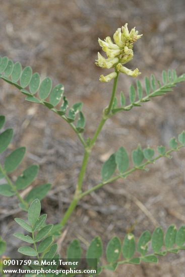 Milkvetch blossoms & foliage
