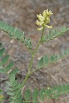 Milkvetch blossoms & foliage
