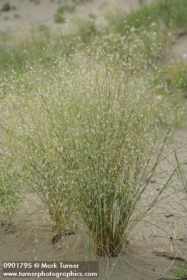 Indian Ricegrass in seed