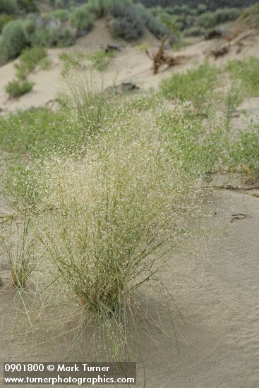 Indian Ricegrass in seed