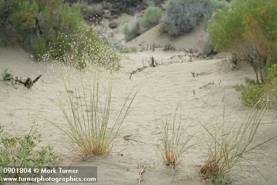 Indian Ricegrass in seed