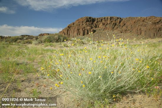 Columbia Cutleaf,  Lemon Scurfpea in sand below basalt cliffs