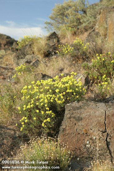 Round-headed Desert Buckwheat in sage-steppe habitat