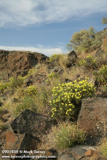 Round-headed Desert Buckwheat in sage-steppe habitat