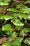 Oregon Wintergreen blossoms & foliage