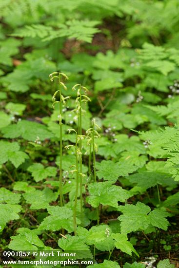 Northern Coralroot among Tiarella foliage