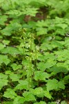Northern Coralroot among Tiarella foliage