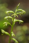 Northern Coralroot blossoms