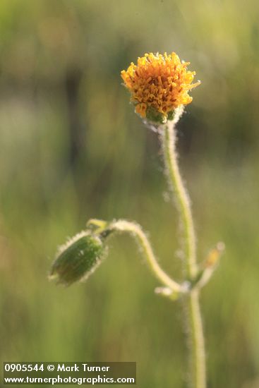 Nodding Arnica blossom