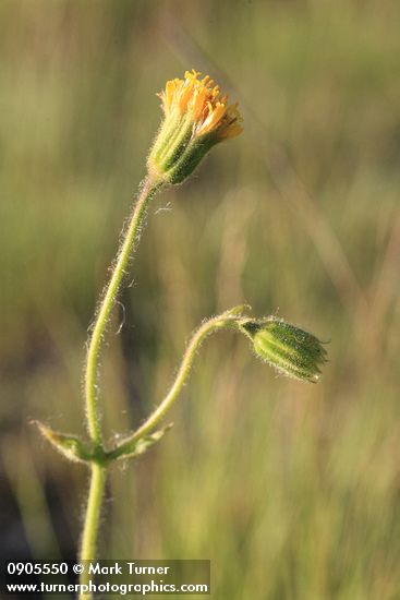 Nodding Arnica blossom & bud