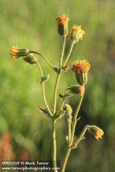 Nodding Arnica blossoms