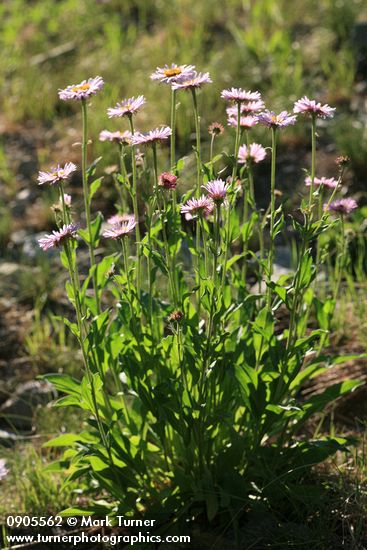 Wandering Daisies, backlit