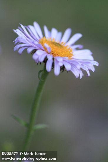 Wandering Daisy blossom detail, side view