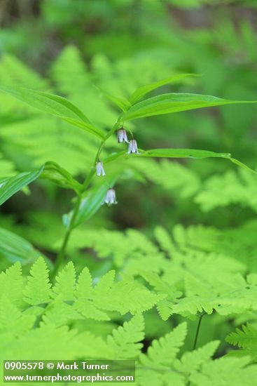 Rosy Twisted Stalk above Oak Ferns