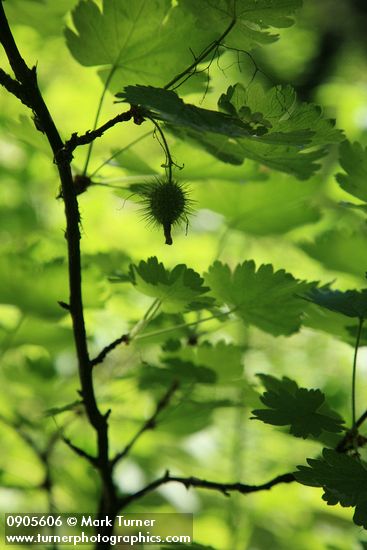 Spiny Gooseberry fruit silhouetted beneath foliage