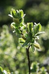 Barclay's Willow foliage & catkins, backlit