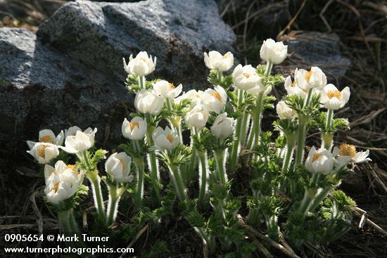Western Pasque Flowers