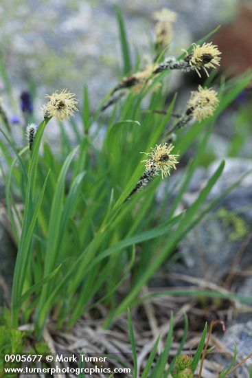 Showy Sedge