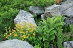 Fan-leaf Cinquefoil among boulders w/ Green Corn Lily foliage