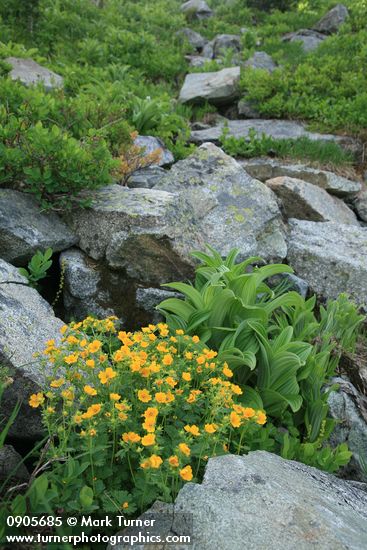 Fan-leaf Cinquefoil among boulders w/ Green Corn Lily foliage