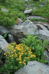 Fan-leaf Cinquefoil among boulders w/ Green Corn Lily foliage