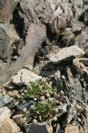 Alpine Buckwheat (Dirty Socks)