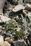 Alpine Buckwheat (Dirty Socks)