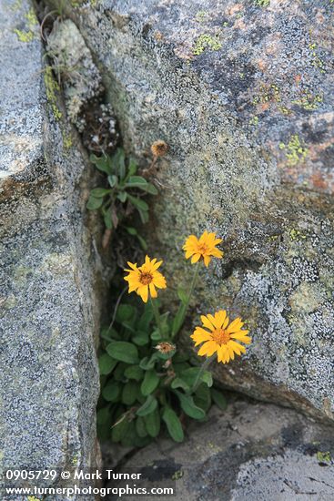 Alpine Gold Daisy  in rock crack